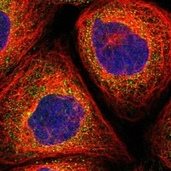 FAM185A Antibody, Novus Biologicals:Antibodies:Primary Antibodies